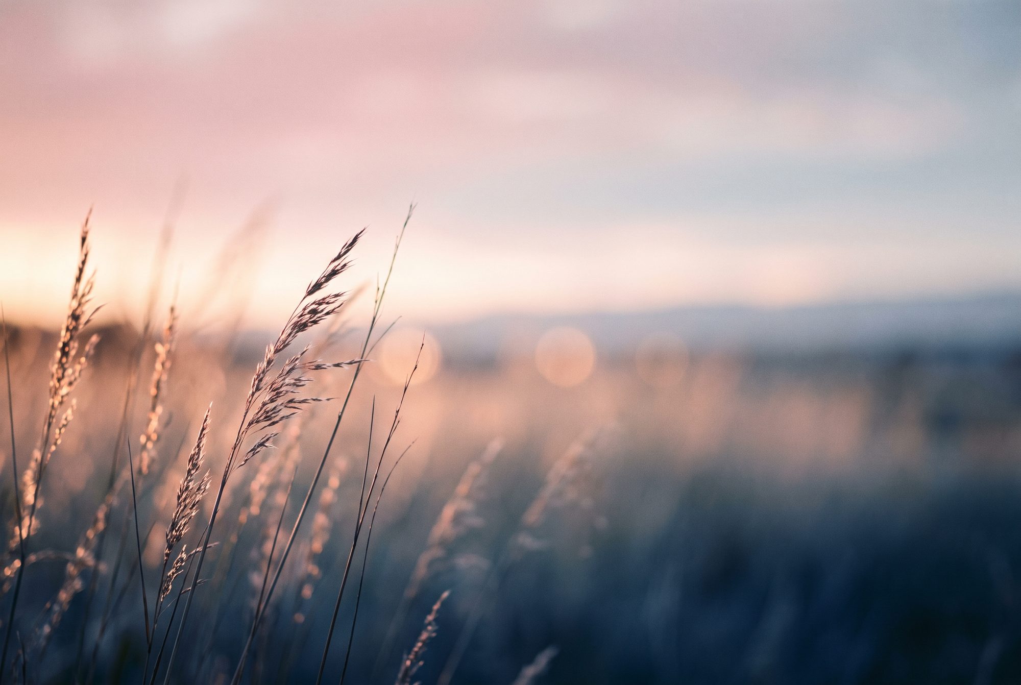 Gräser im warmen Gegenlicht der Abendsonne