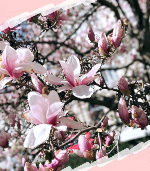 Blühende Magnolienzweige im Frühling